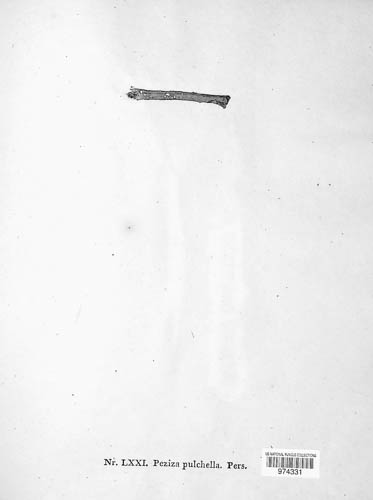 Antinoa pulchella image